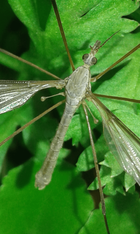 Tipulidae : Tipula sp.?  S